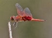 Tramea stenoloba male-3546